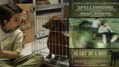 Pera Film’de Sinemanın Köpekleri gösteriliyor