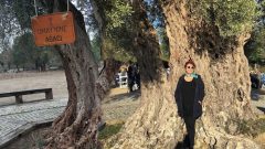 Romandaki Umay Nine zeytin ağacına isim  oldu