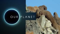 Our Planet muhteşem bir umut belgeseli